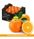 Arance Sicilia bionde da Tavola - 13kg